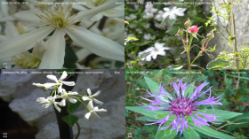 4 Saisons - Flower Time
