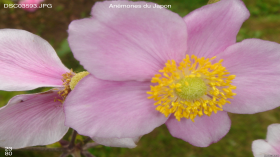 Mois par mois - Flower Time